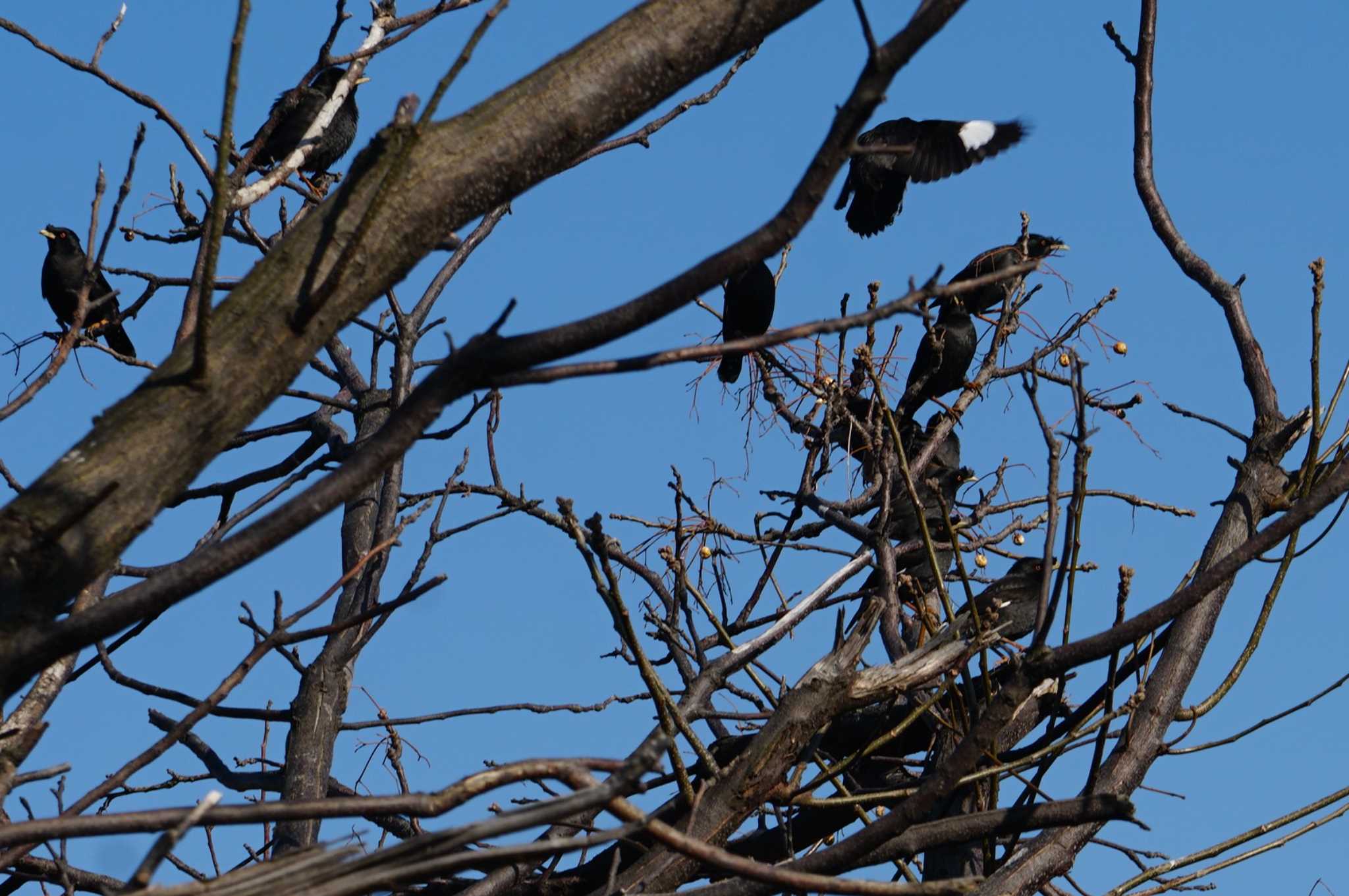 Photo of Crested Myna at 淀川 by マル