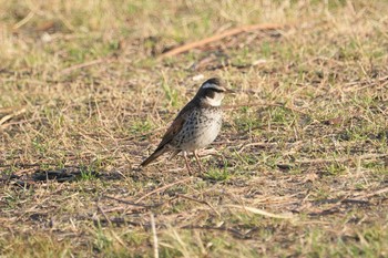 2020年3月25日(水) 淀川の野鳥観察記録