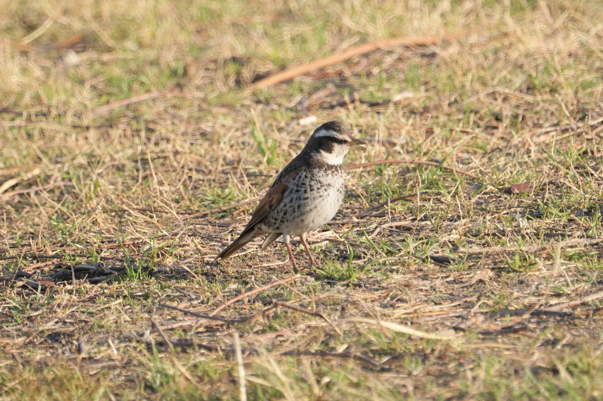 Dusky Thrush