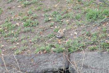 2020年3月24日(火) 大阪城公園の野鳥観察記録