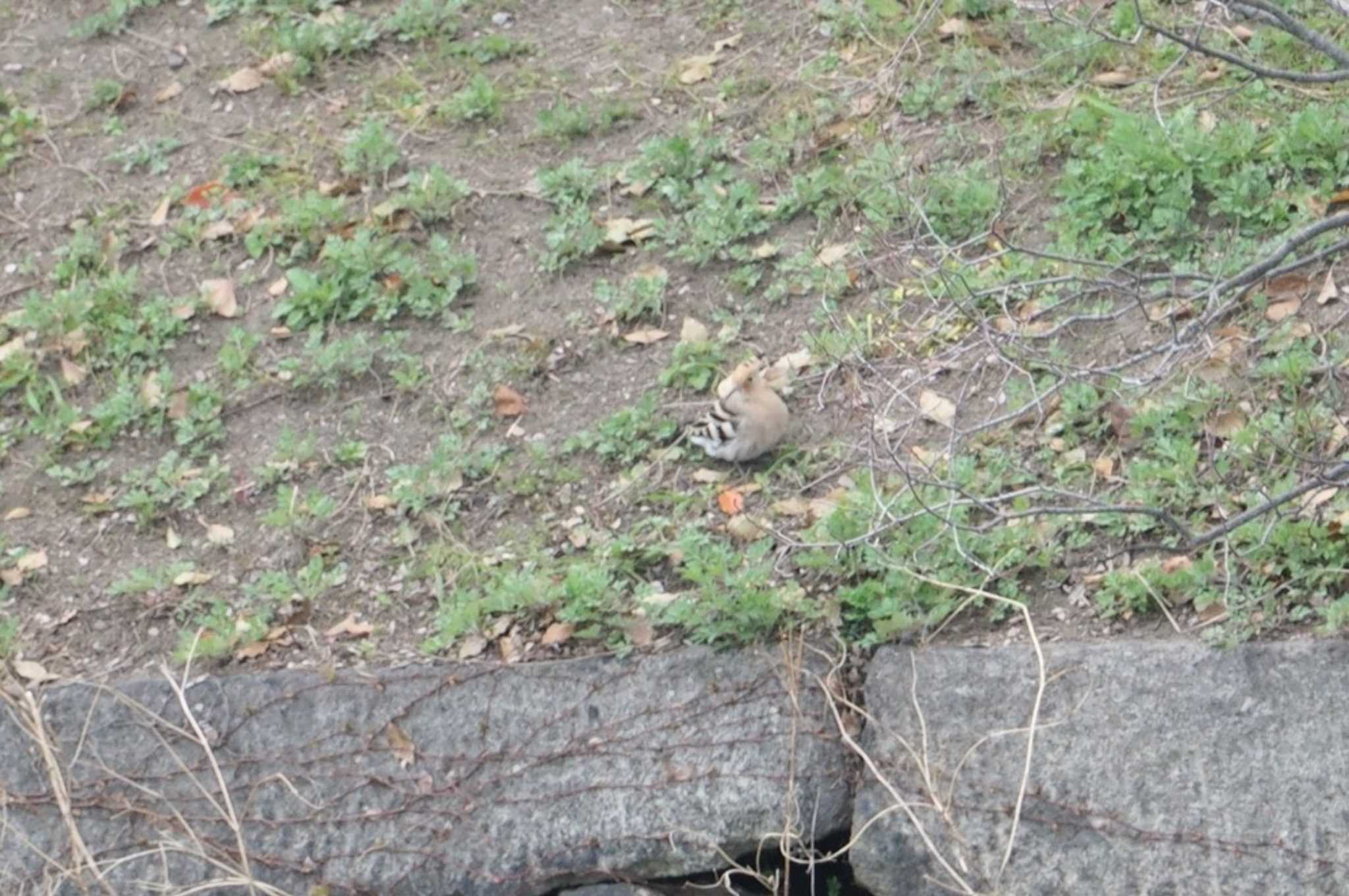 Eurasian Hoopoe