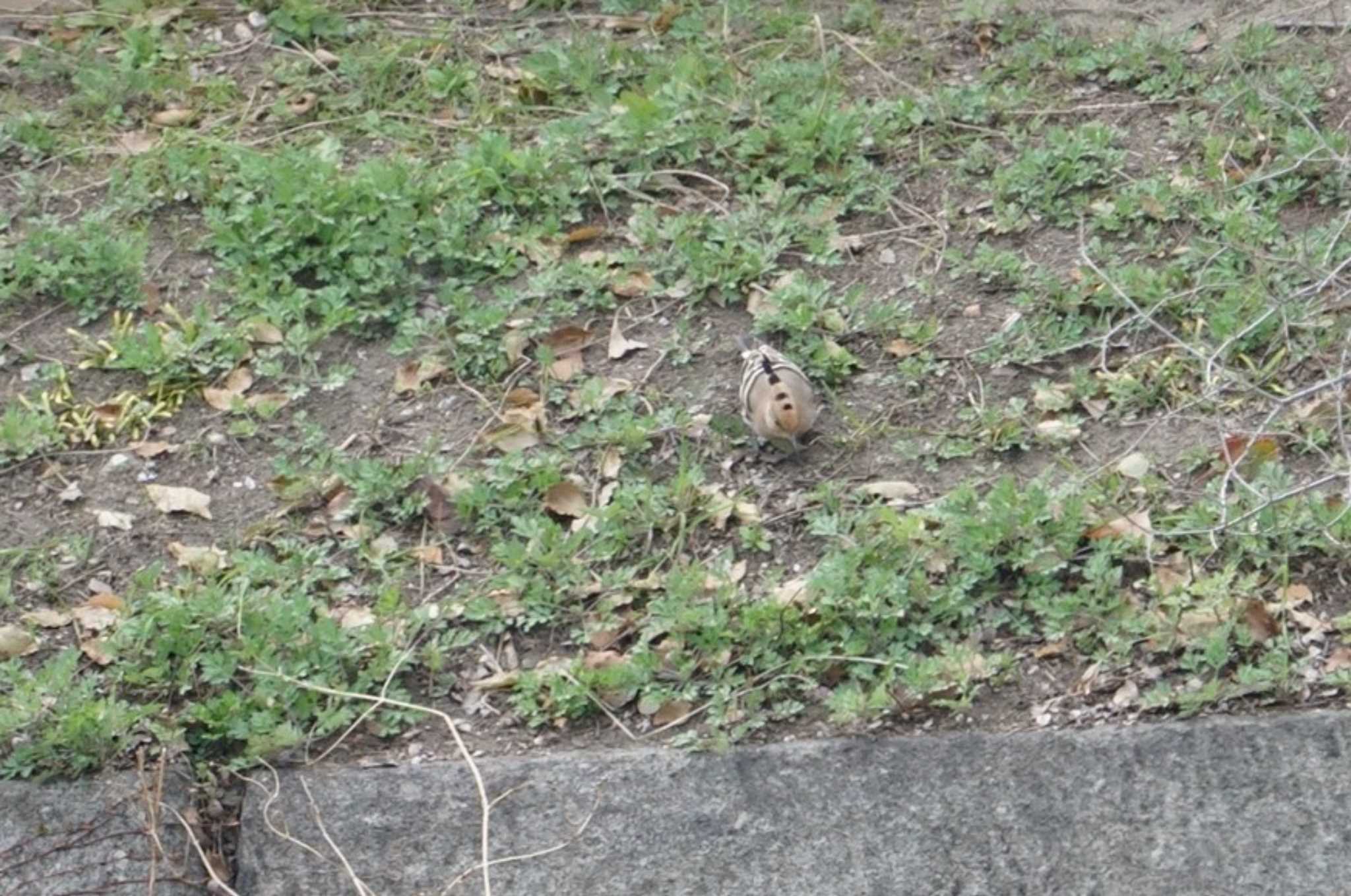 Eurasian Hoopoe