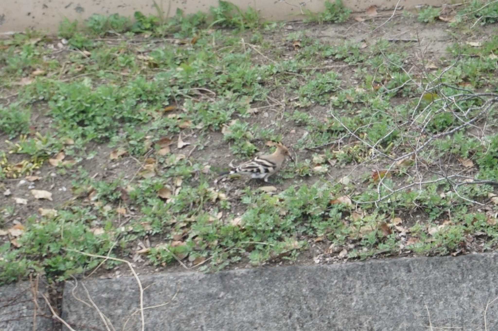 Eurasian Hoopoe