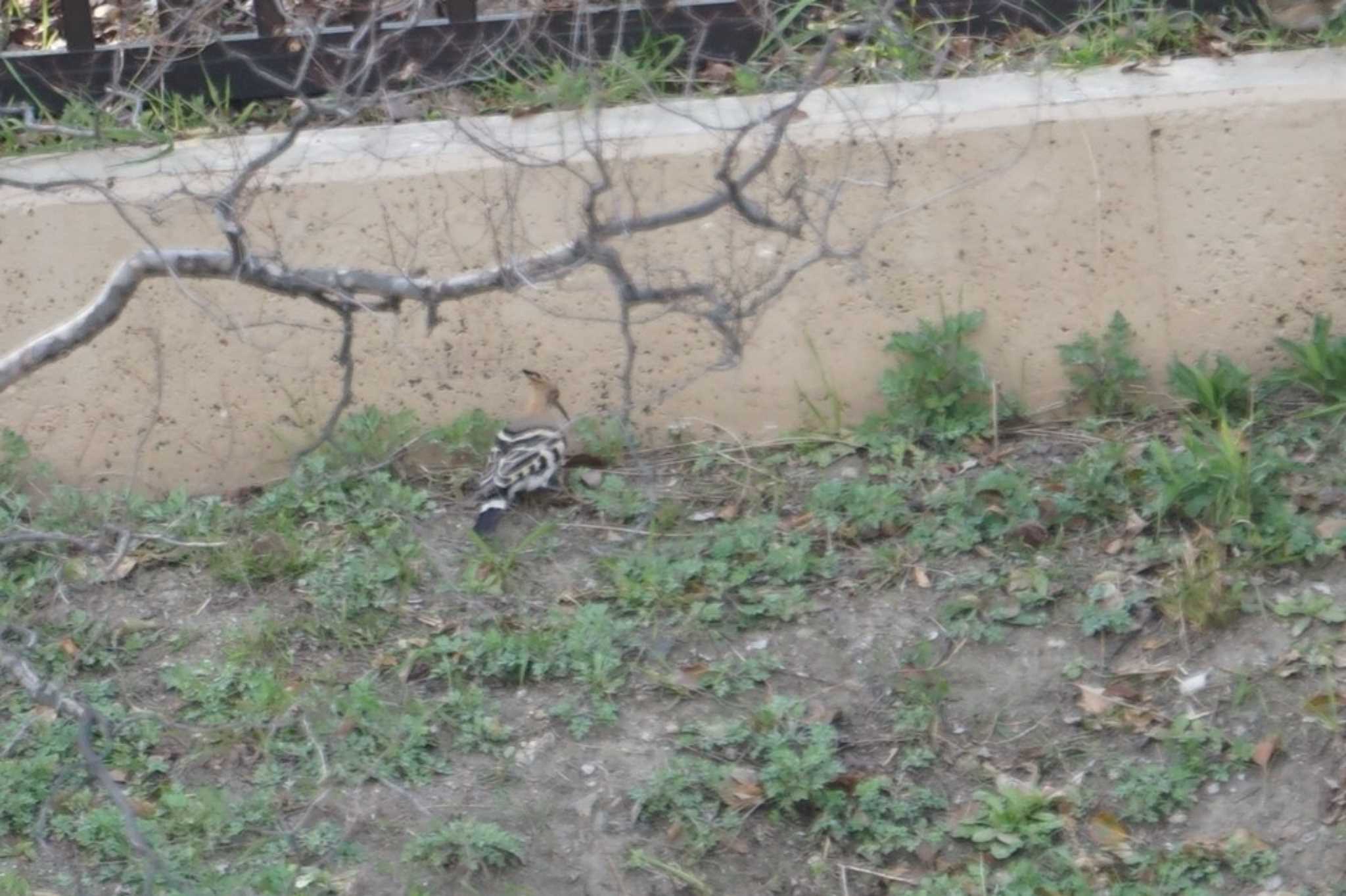 Eurasian Hoopoe