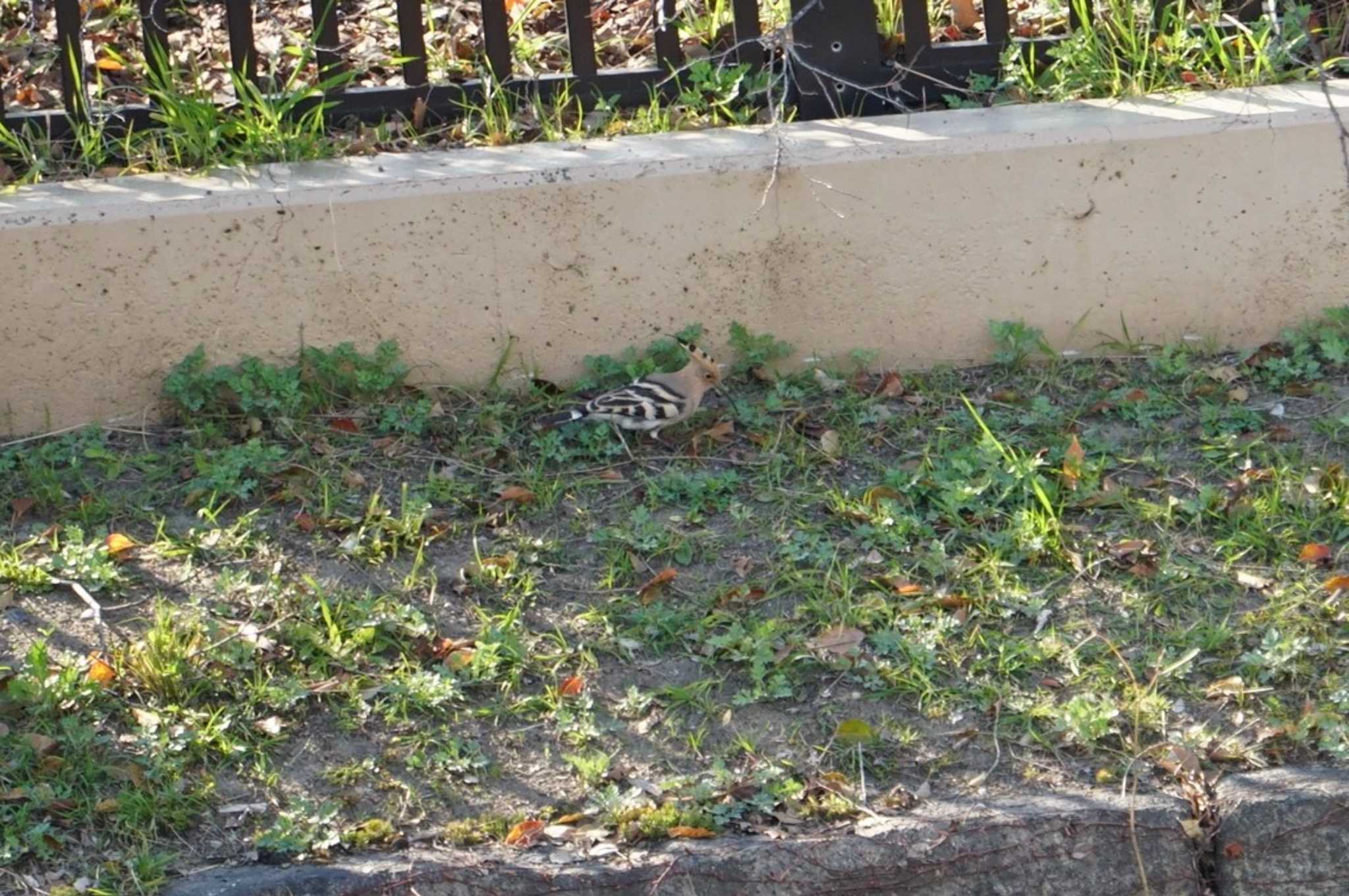 Eurasian Hoopoe