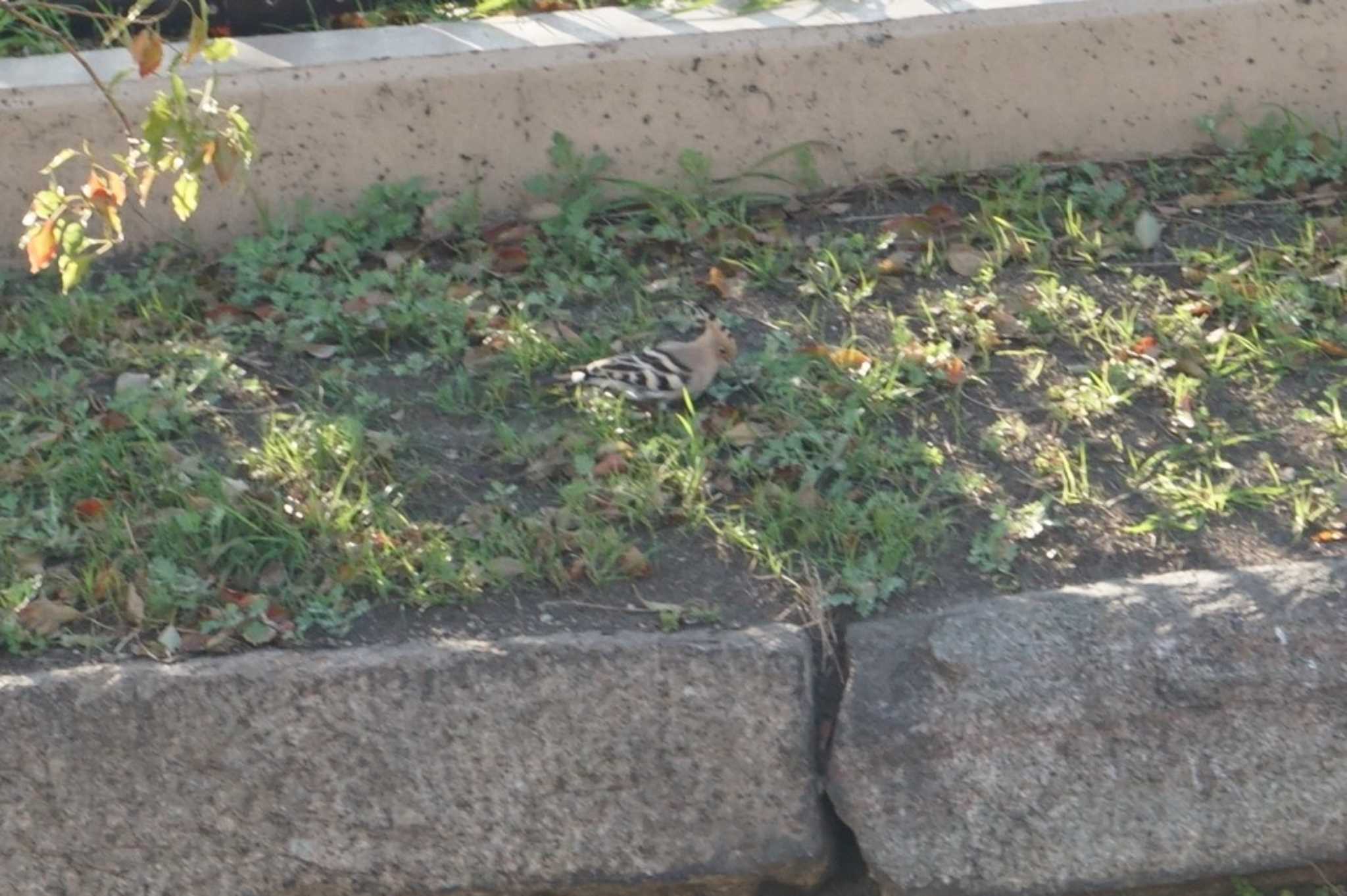 Photo of Eurasian Hoopoe at Osaka castle park by マル