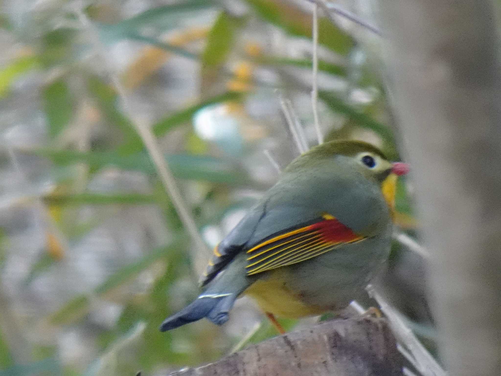 ソウシチョウ