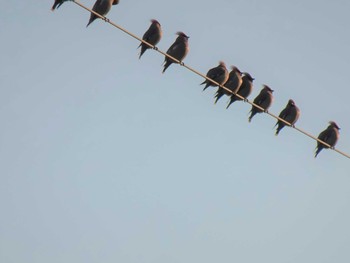 2020年3月23日(月) 中山寺の野鳥観察記録