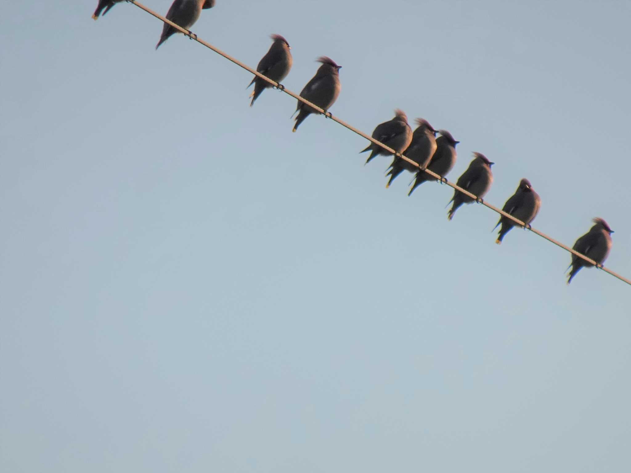 Bohemian Waxwing