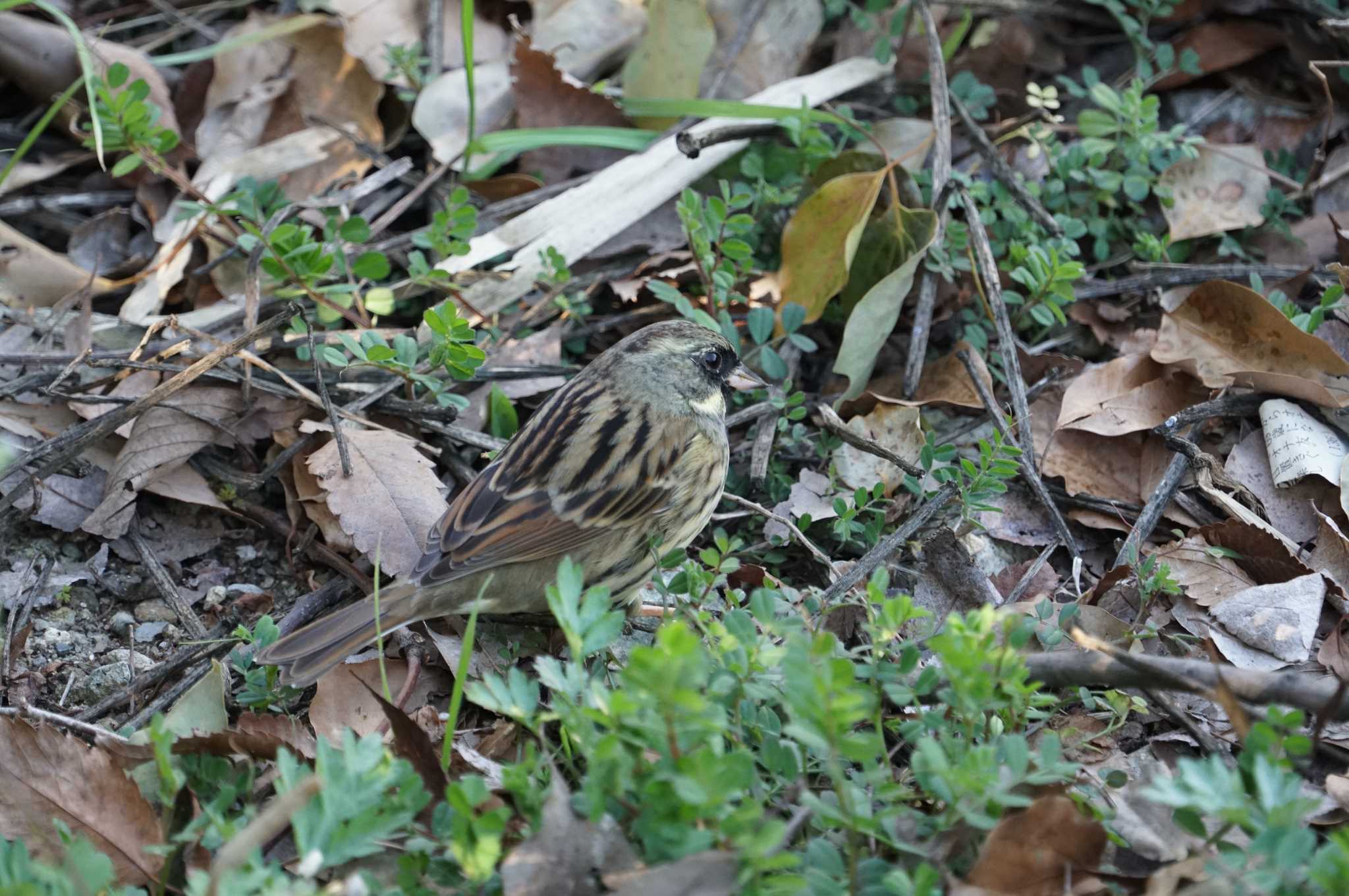 Masked Bunting