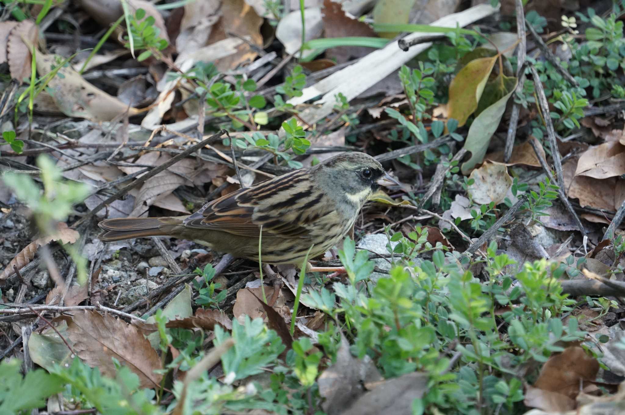 Photo of Masked Bunting at 昆陽池 by マル