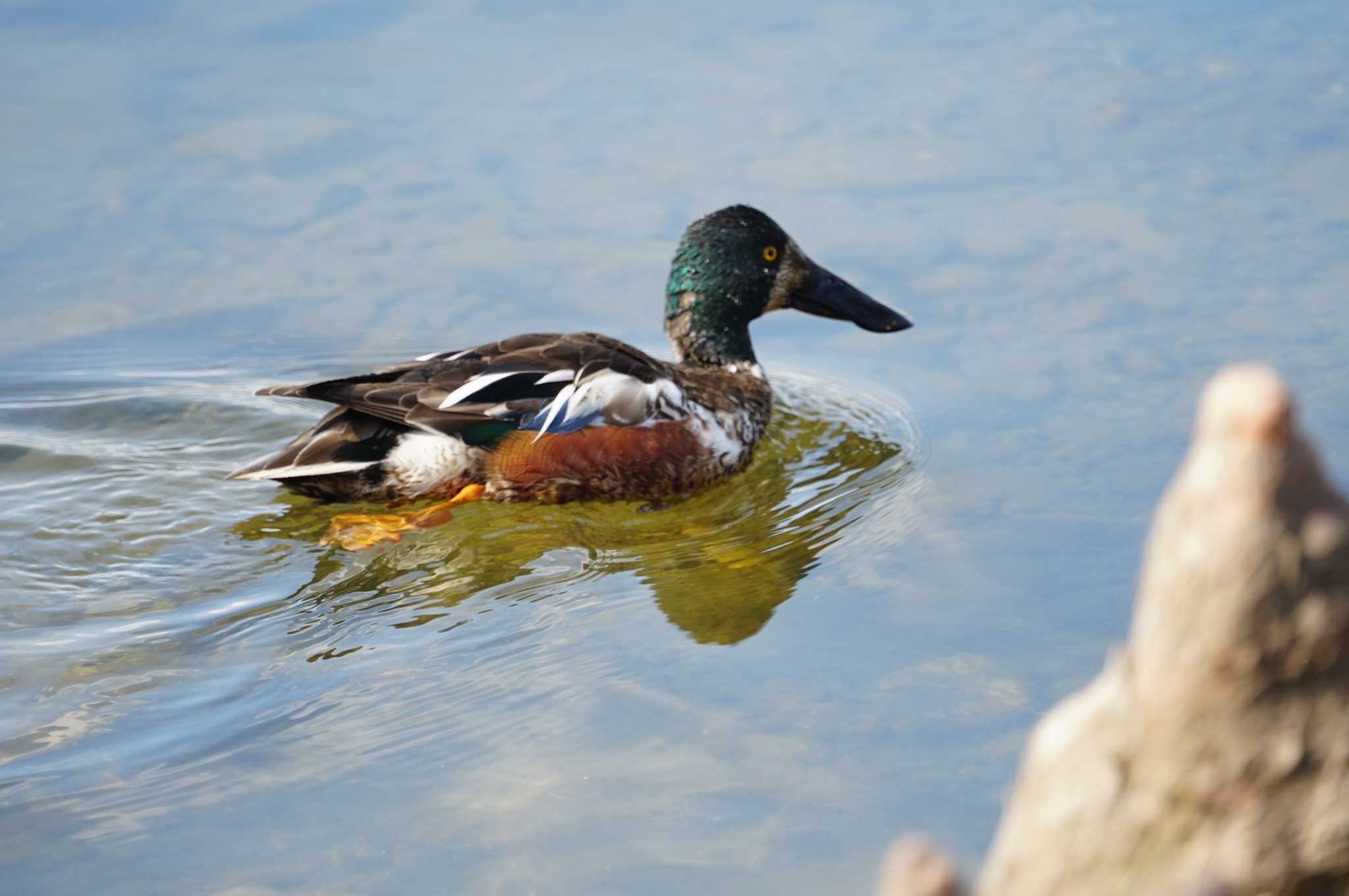 Photo of Northern Shoveler at 昆陽池 by マル