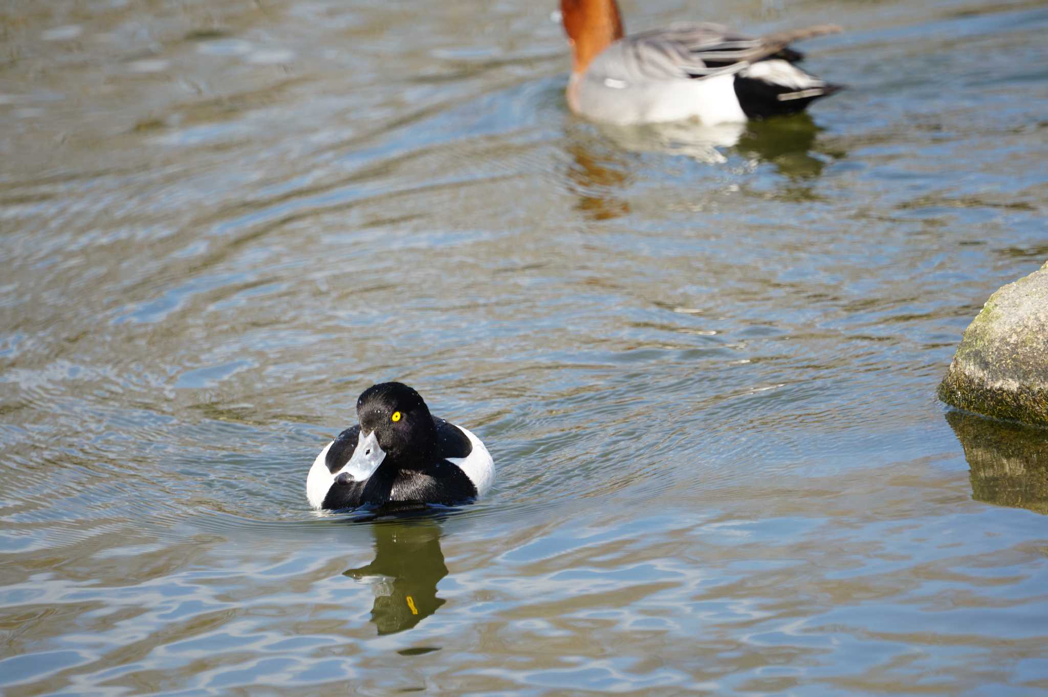 Photo of Tufted Duck at 昆陽池 by マル