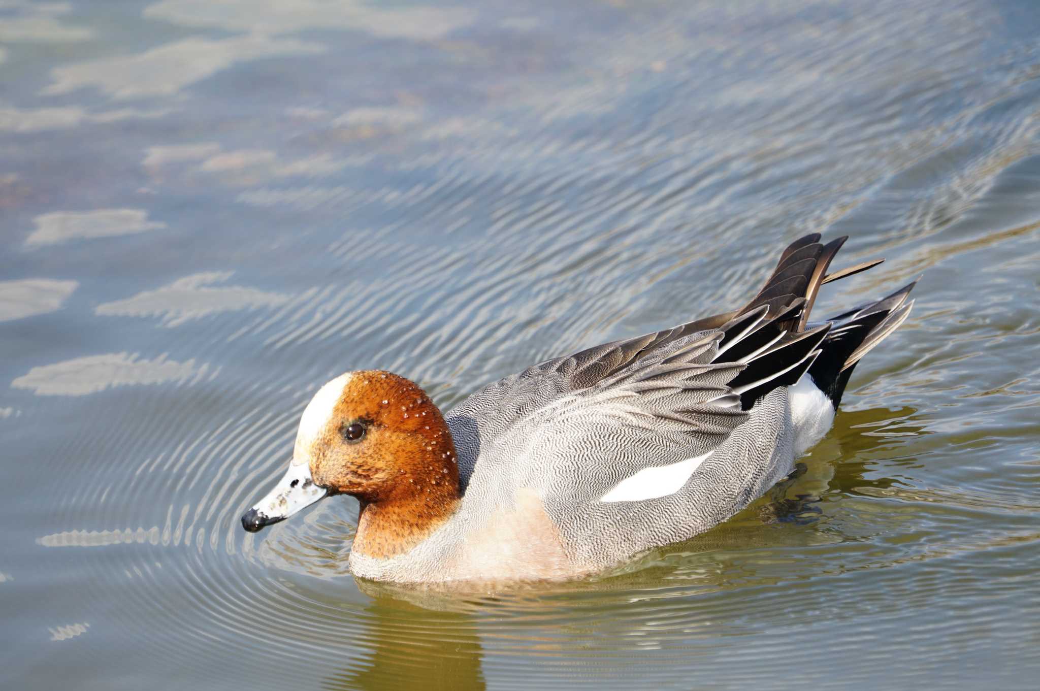 Eurasian Wigeon