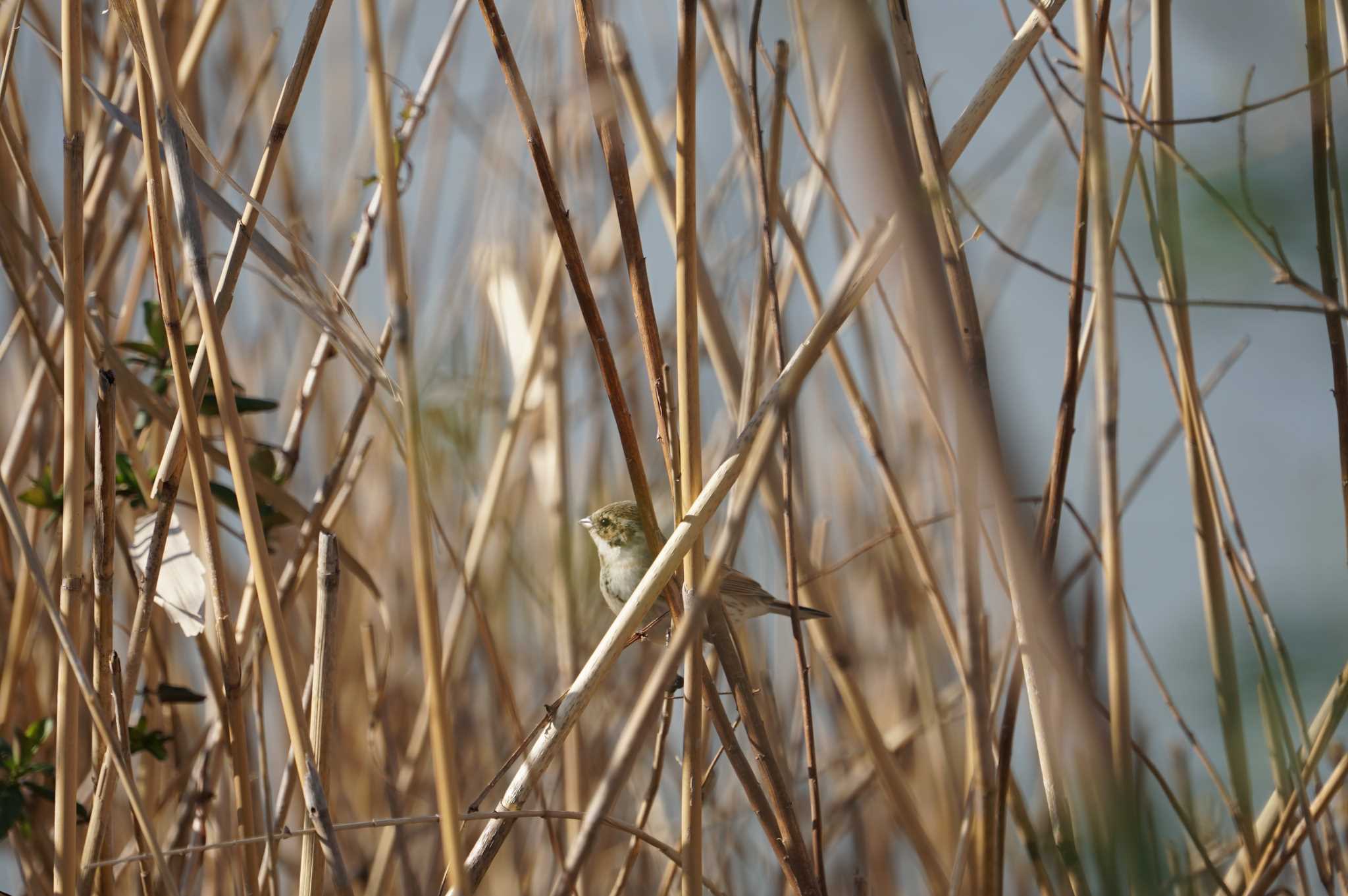 Common Reed Bunting