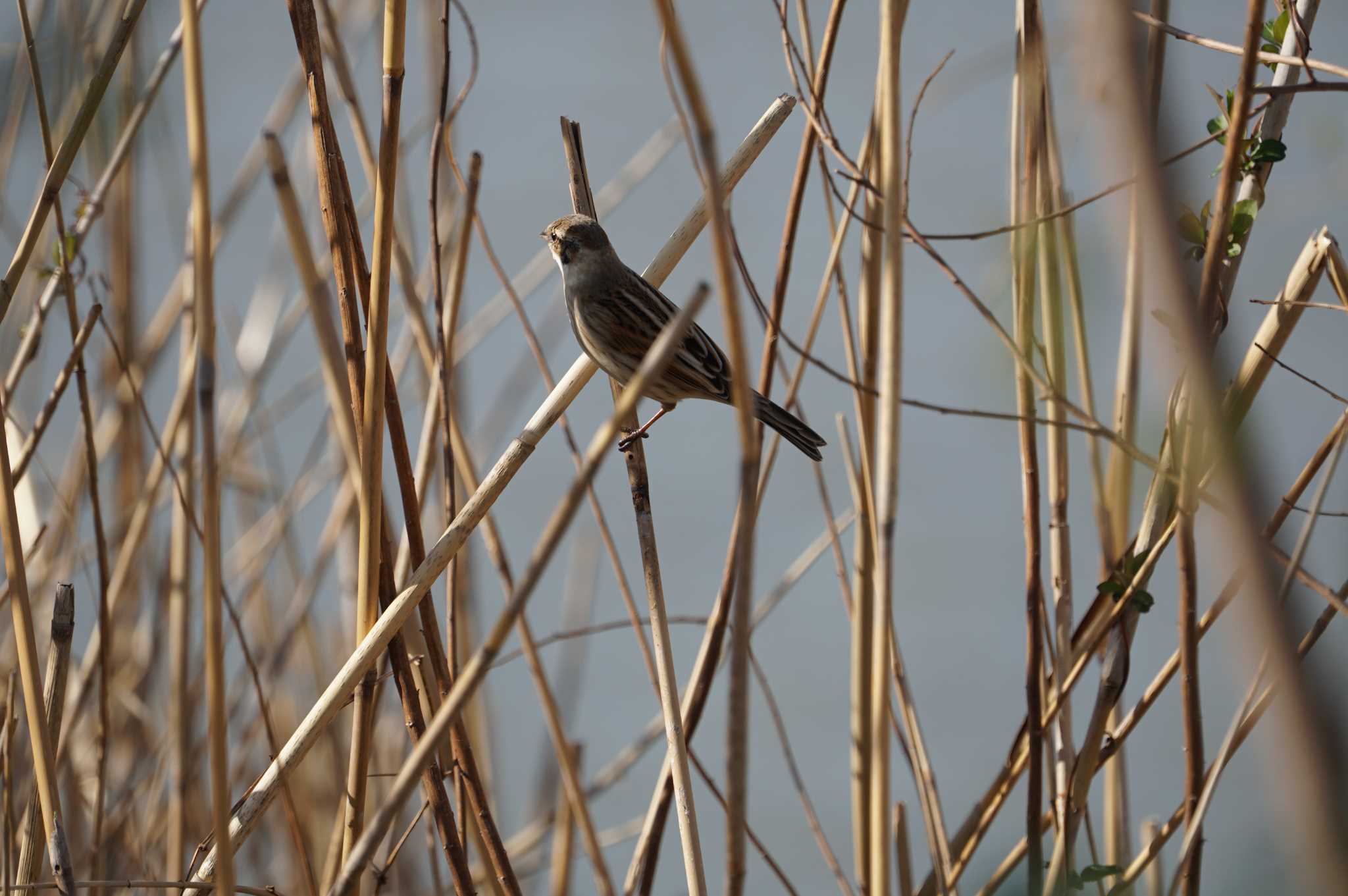 Common Reed Bunting