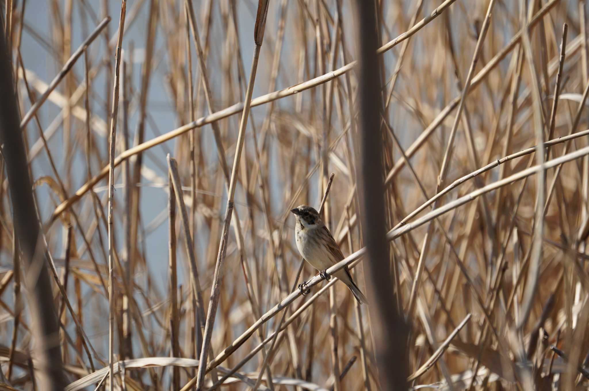 Common Reed Bunting