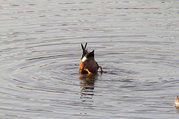 Northern Shoveler Kasai Rinkai Park Sat, 3/5/2016