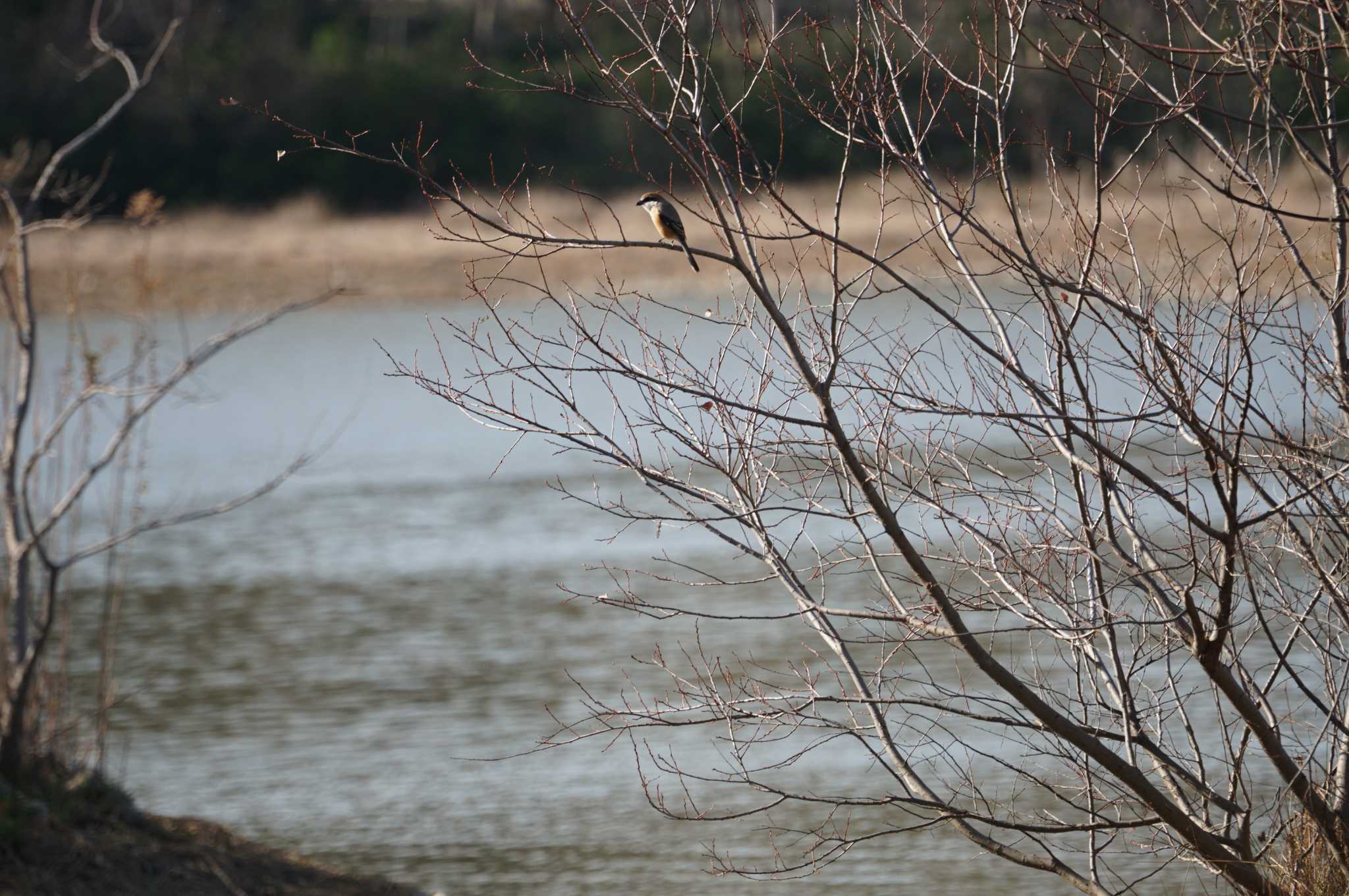 Photo of Bull-headed Shrike at 昆陽池 by マル