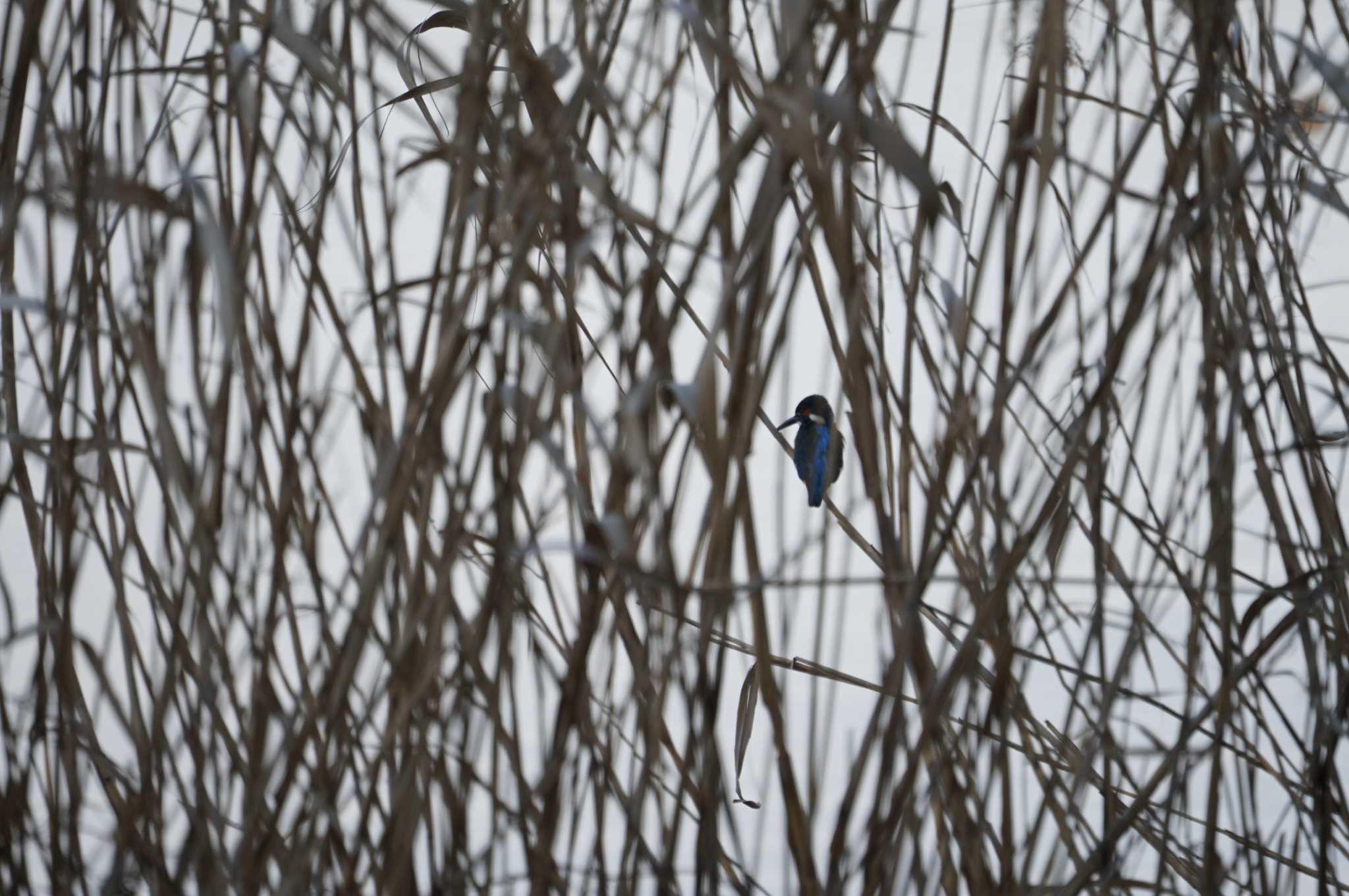 Photo of Common Kingfisher at 昆陽池 by マル