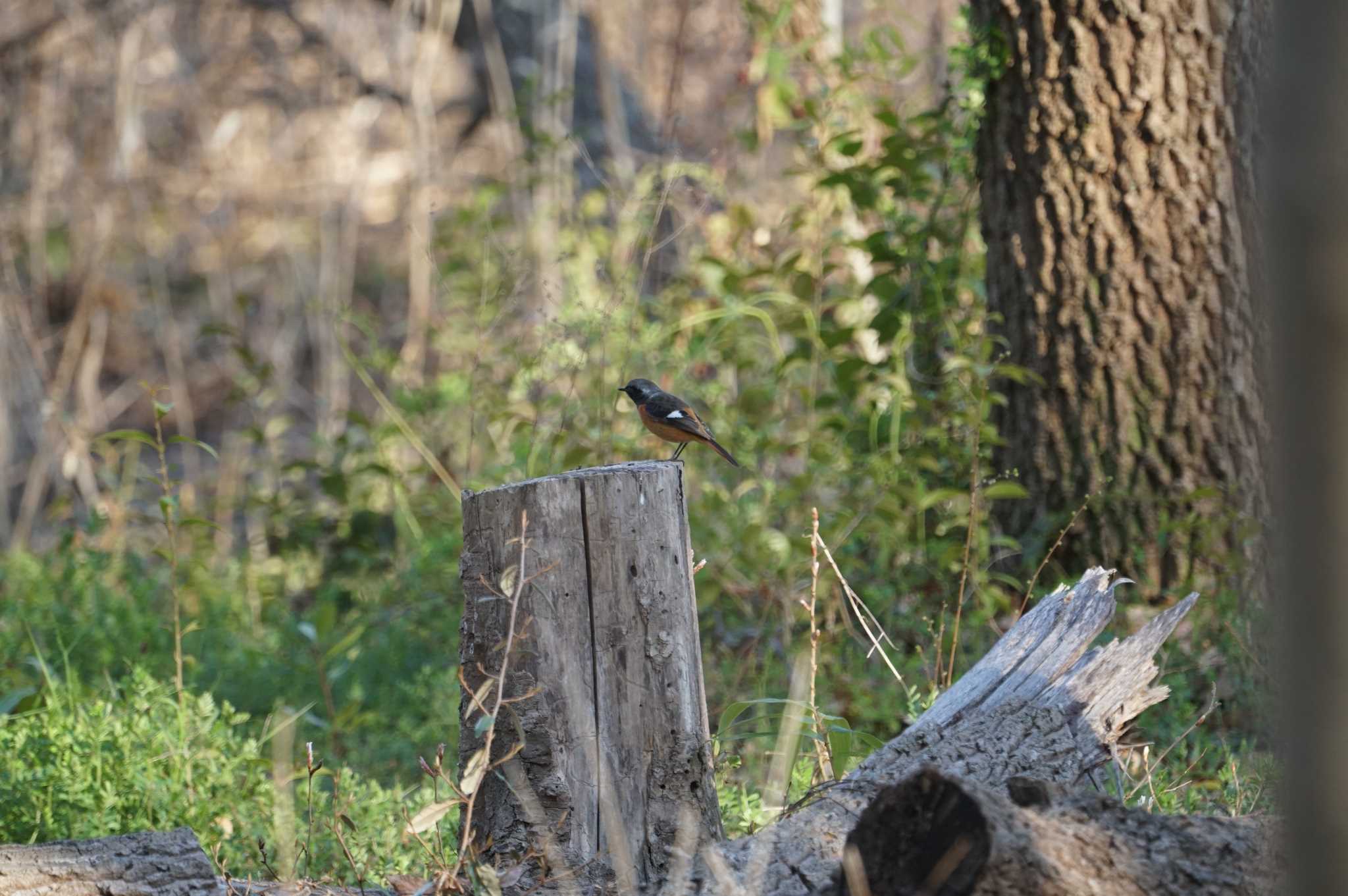 Daurian Redstart