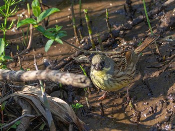 アオジ 舞岡公園 2020年3月26日(木)