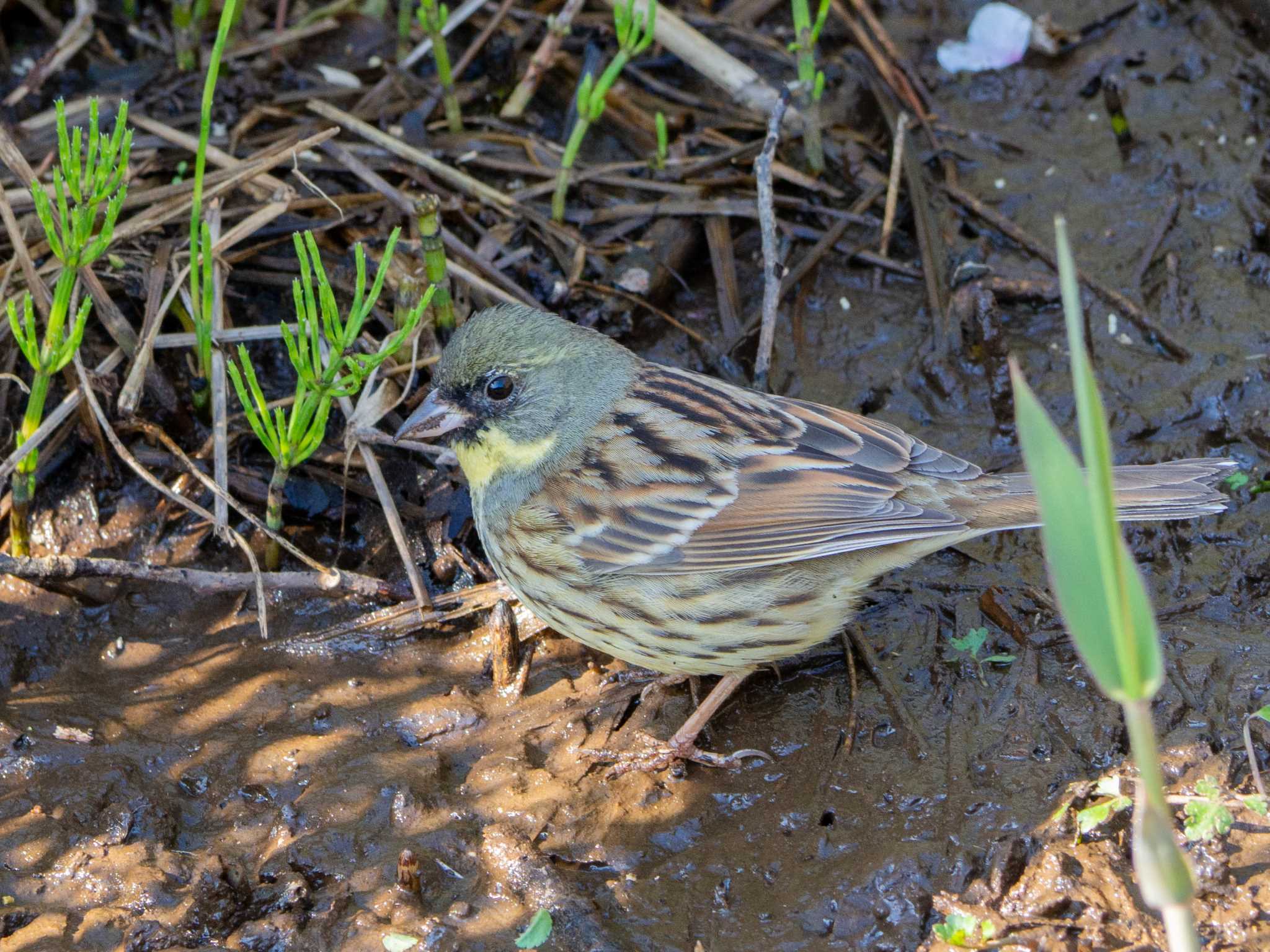 舞岡公園 アオジの写真 by Tosh@Bird