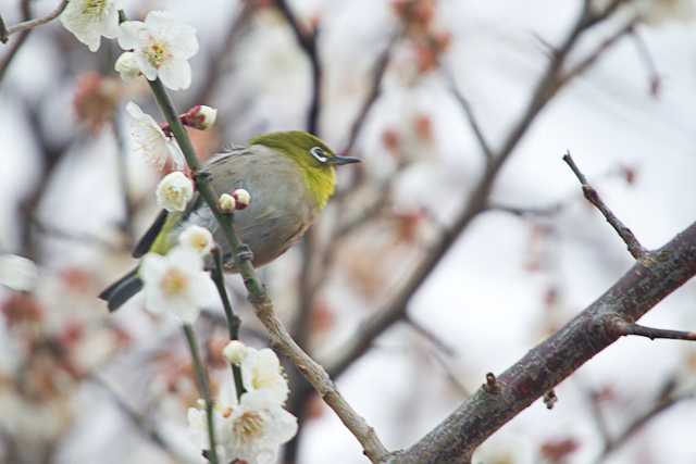 葛西臨海公園 メジロの写真 by natoto