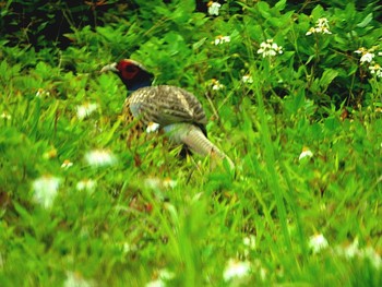 コウライキジ 恩納村 2020年3月22日(日)