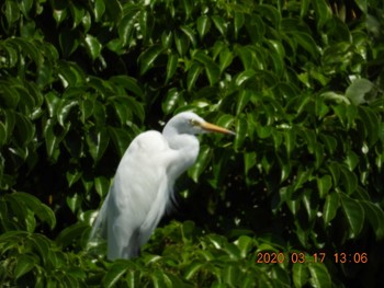 Tue, 3/17/2020 Birding report at 恩納村