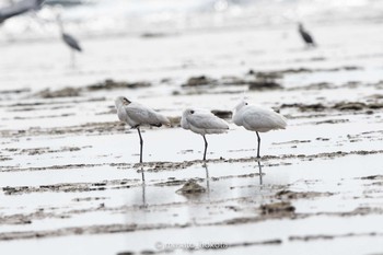 2020年3月23日(月) 大瀬海岸(奄美大島)の野鳥観察記録