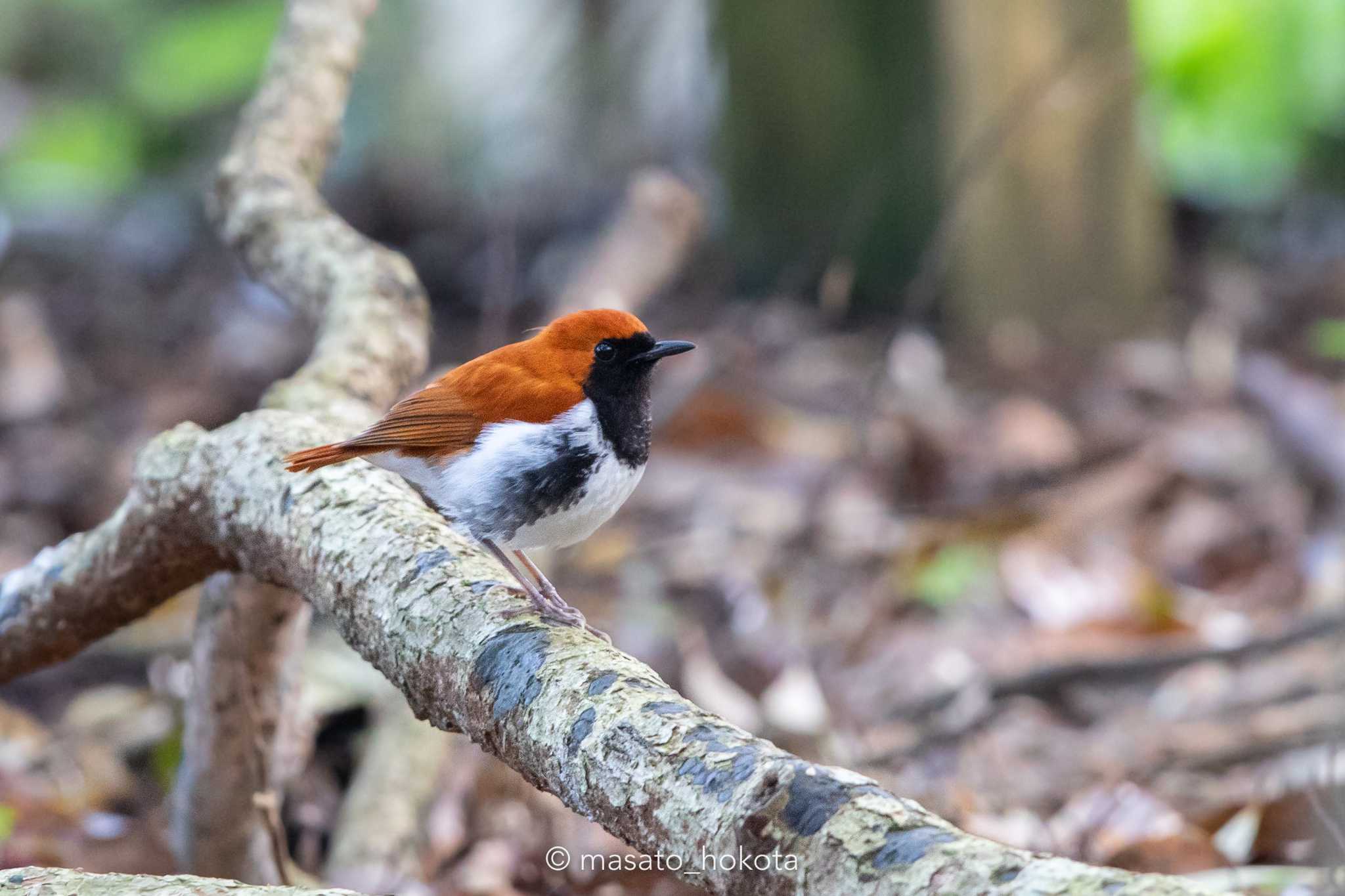 Photo of Ryukyu Robin at Amami Forest Police by Trio