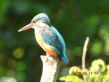 Tue, 3/17/2020 Birding report at 読谷村