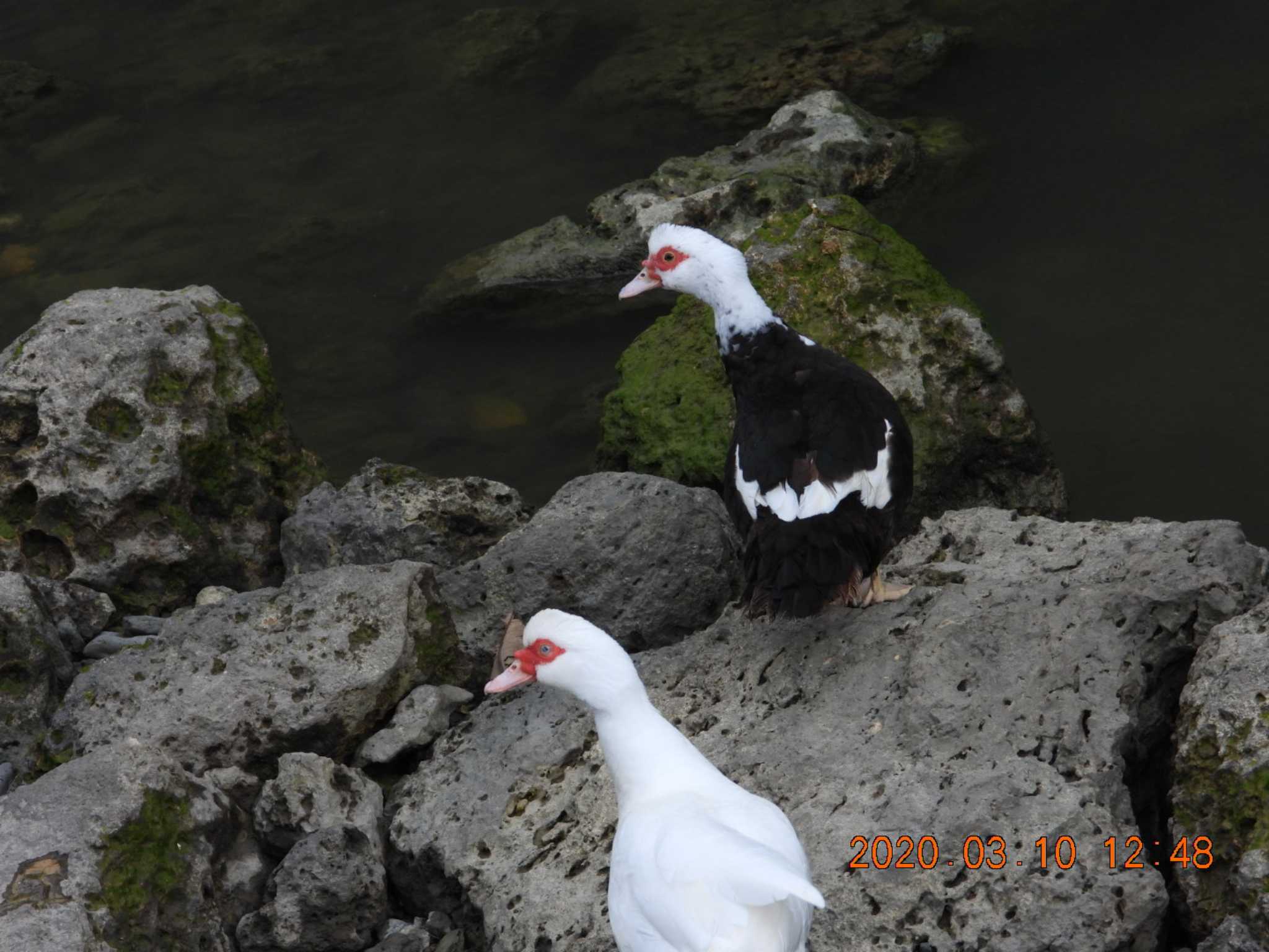 Photo of Muscovy Duck at 読谷村 by minami 