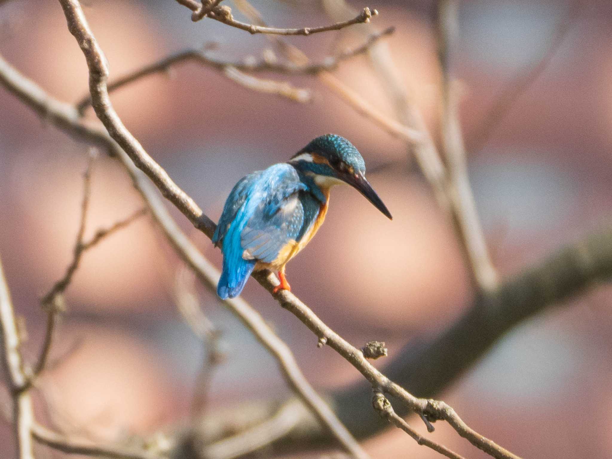 芝川第一調節池(芝川貯水池) カワセミの写真 by ryokawameister