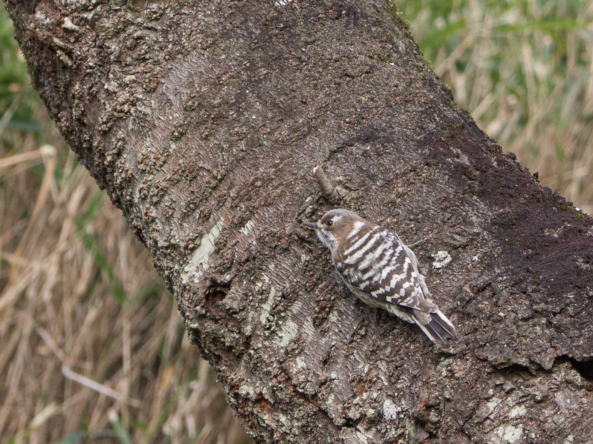 舞岡公園 コゲラの写真 by Tosh@Bird