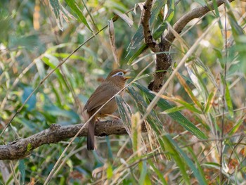 ガビチョウ 舞岡公園 2020年3月26日(木)