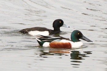 2020年3月17日(火) 二ツ池公園の野鳥観察記録