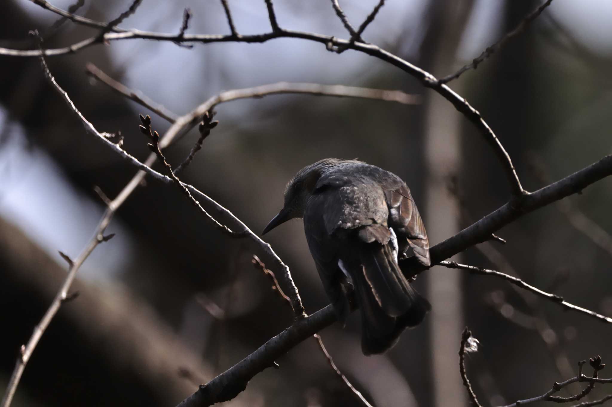 Brown-eared Bulbul