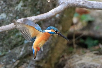 Common Kingfisher 愛知県 知多半島 Thu, 3/26/2020