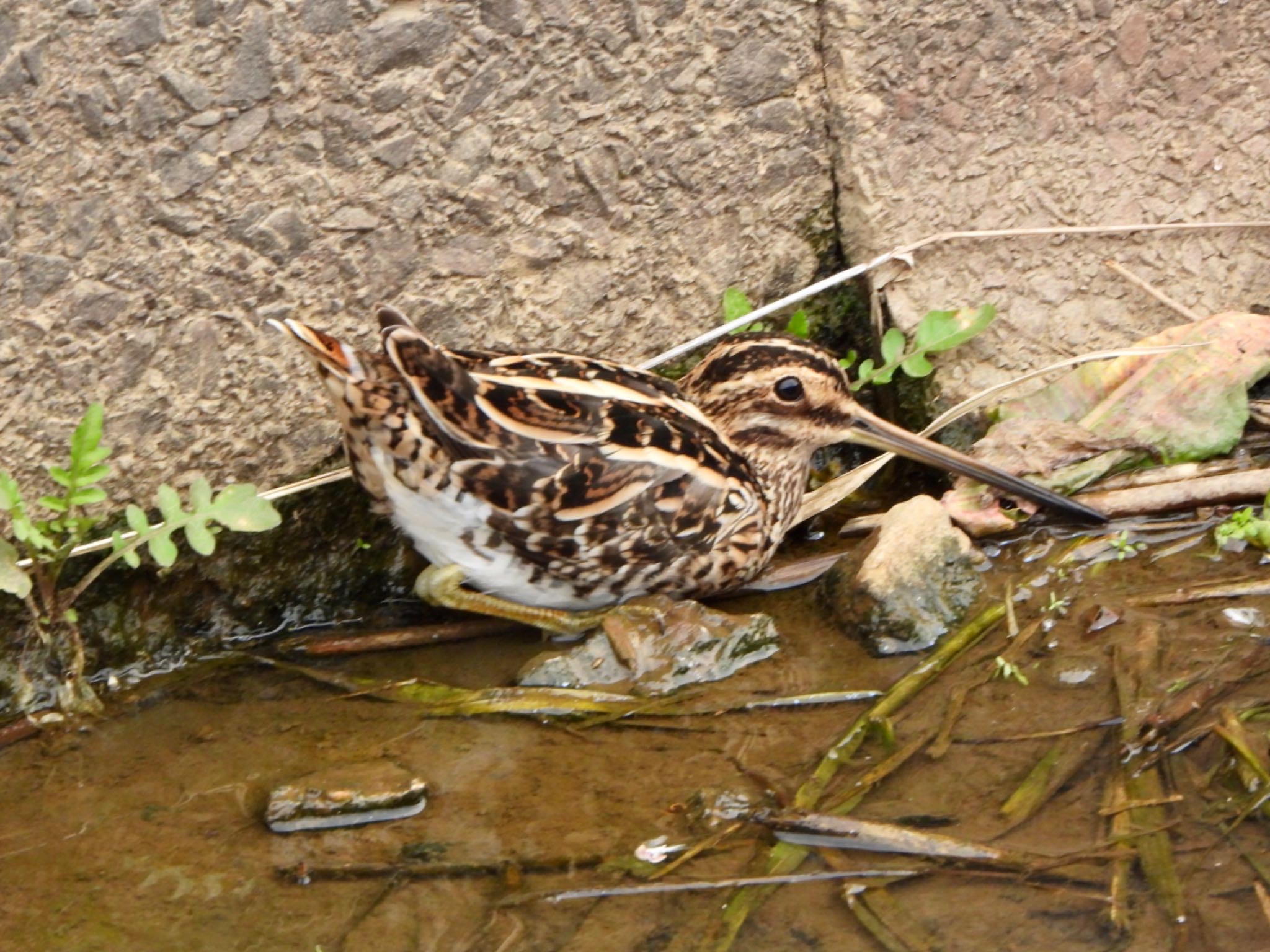 Photo of Common Snipe at 川越市 by なおんなおん