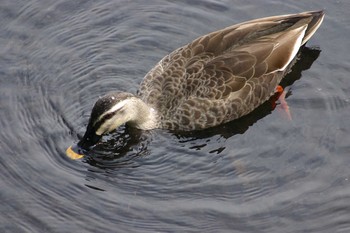 Eastern Spot-billed Duck Inokashira Park Sun, 3/22/2020