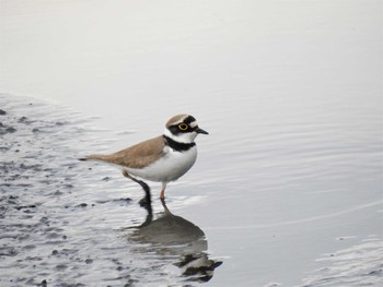 2020年3月27日(金) 大沼親水公園の野鳥観察記録