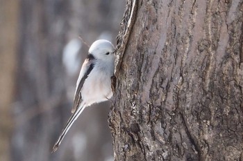 Long-tailed tit(japonicus) Asahiyama Memorial Park Thu, 4/30/2020