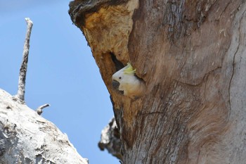 Sulphur-crested Cockatoo Iron Range National Park Tue, 10/15/2019