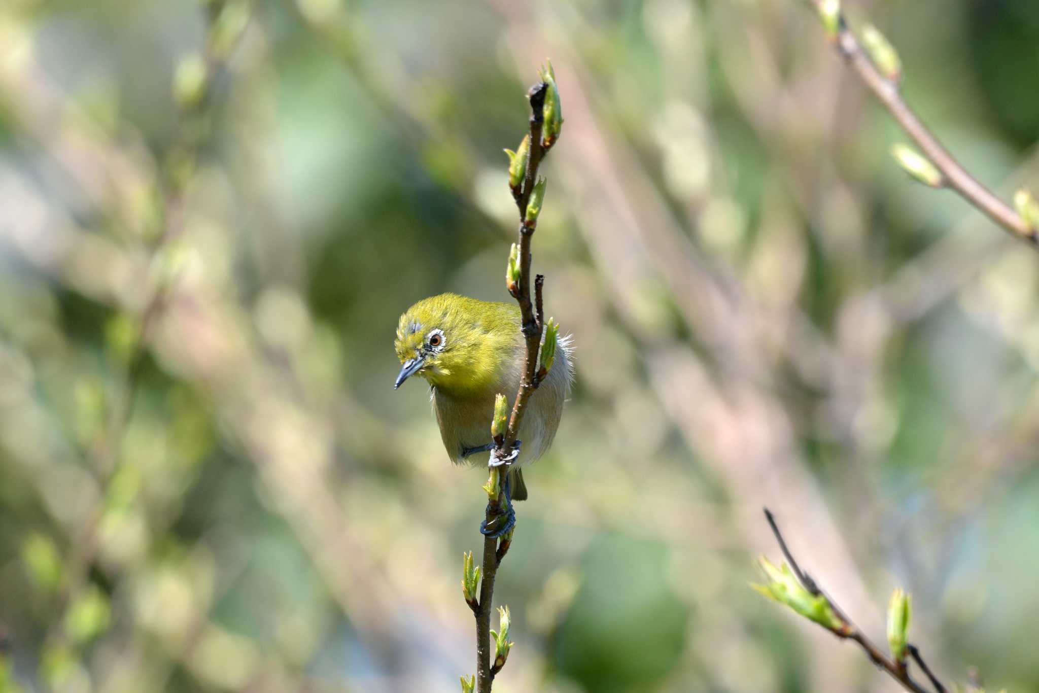 Warbling White-eye