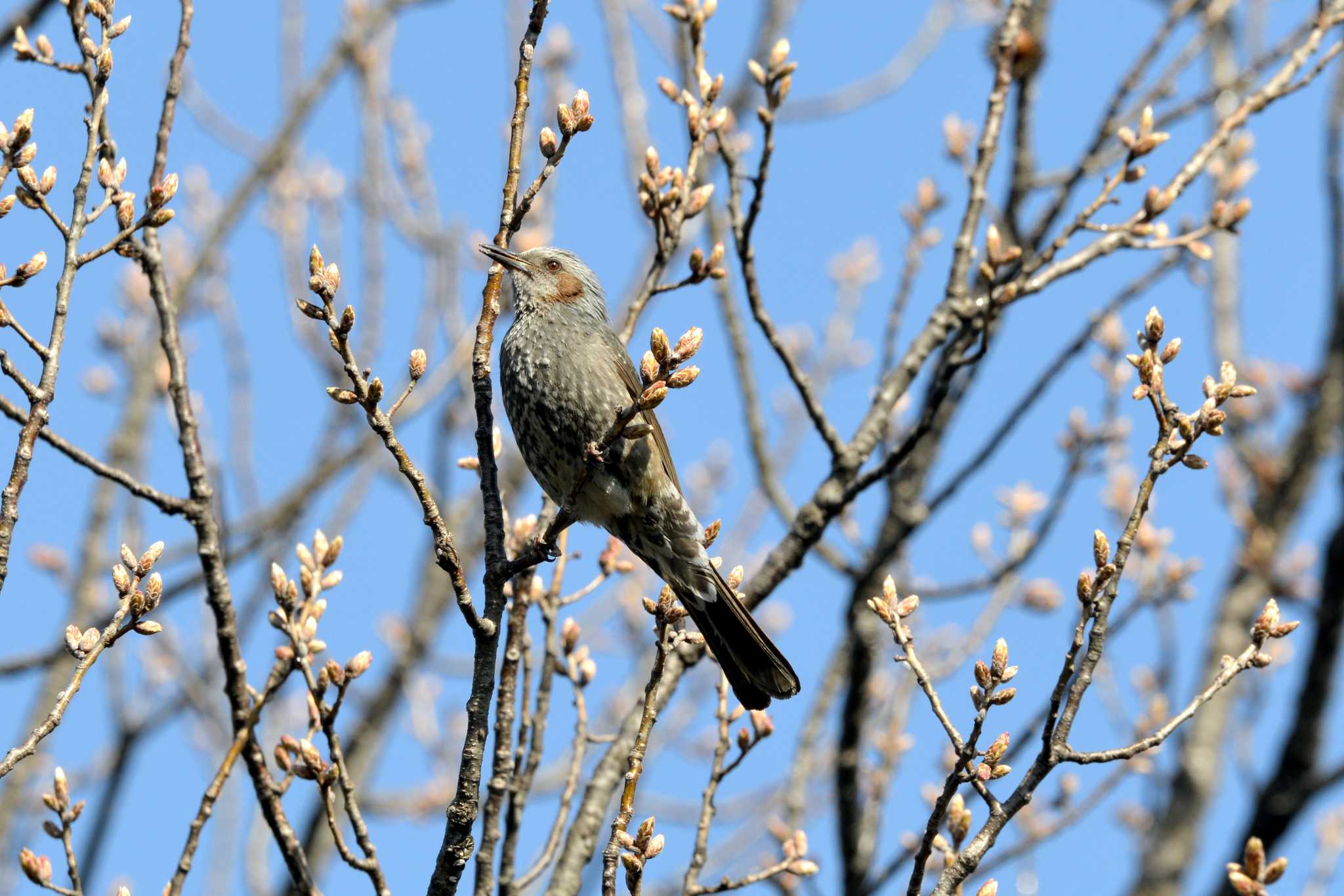 Brown-eared Bulbul