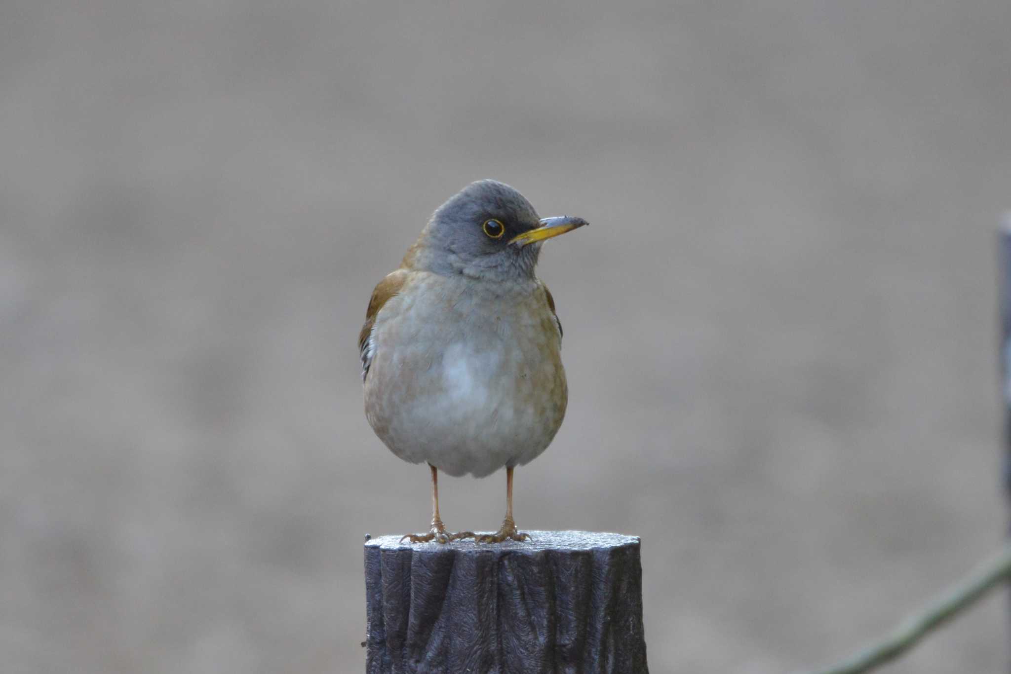 Pale Thrush