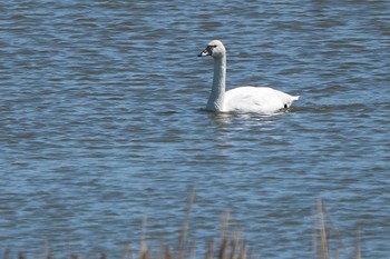 アメリカコハクチョウ ガバ沼 2020年3月25日(水)