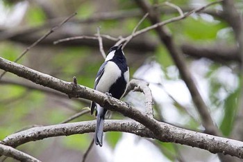 シジュウカラ 明治神宮 2016年3月6日(日)